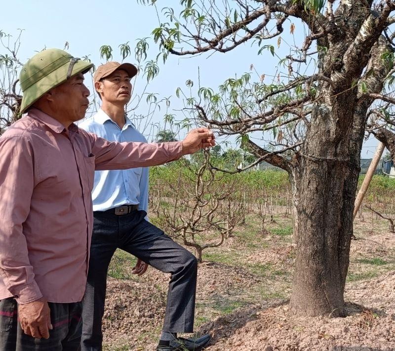 Gia đình nhà ông Vũ Văn Xô, phường Hoàng Diệu (thành phố Thái Bình) có 150 gốc đào rừng, đã bị chết đến 95% tổng số cây trong vườn.