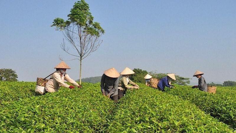 Vùng chè của Tổ hợp tác Hương chè Vĩnh Tân, huyện Sơn Dương, Tuyên Quang (Ảnh: Hải Chung).