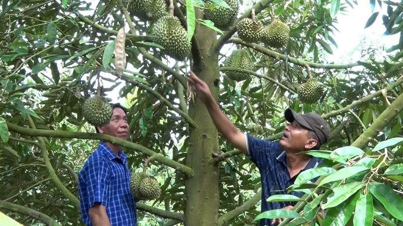 Hướng dẫn nhà vườn ở Long An xây dựng mã số vùng trồng để xuất khẩu sầu riêng chính ngạch vào thị trường Trung Quốc và nhiều nước trên thế giới. (Ảnh: Thanh Phong)