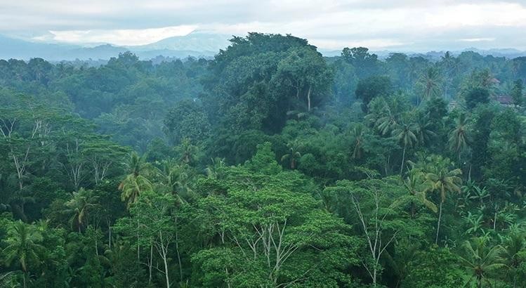 Tán rừng nhiệt đới ở Indonesia. Ảnh: Getty Images