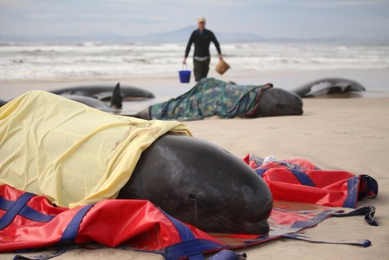 Khoảng 230 con cá voi bị mắc cạn trên bãi biển Ocean ở cảng Macquarie, Australia. Ảnh: ABC News.