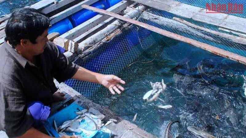 Quanh cụm đảo Hòn Chuối của tỉnh Cà Mau hiện có gần 150 lồng bè nuôi cá bớp của 29 hộ dân.