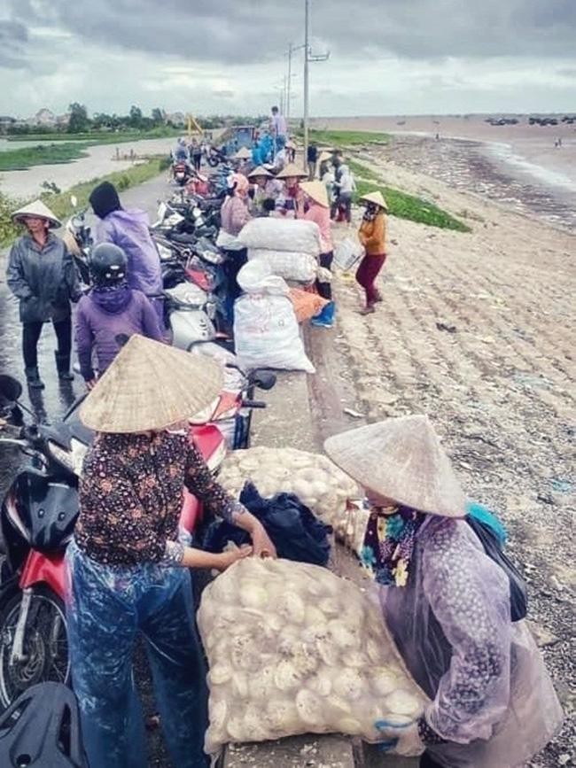 Hàng trăm tấn ngao dạt vào ven biển Nam Định ảnh 2