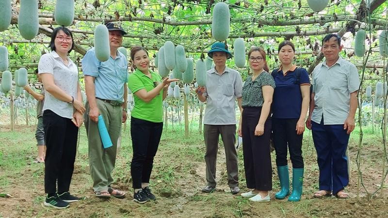 Các nhà khoa học kiểm tra mô hình phục tráng giống bí xanh thơm tại xã Yến Dương (Ba Bể). (Ảnh: HƯƠNG DỊU)