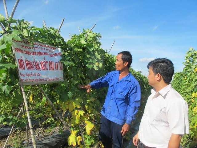 Mô hình trồng rau an toàn VietGap tại xã Trung Lập Thượng (Củ Chi).