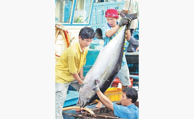 Mỗi năm, ngư dân Phú Yên khai thác khoảng 5.000 tấn cá ngừ xuất khẩu. Ảnh: XUÂN ANH