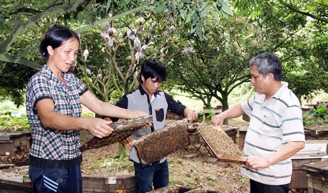 Gia đình anh Trịnh Văn Quỳnh (Hưng Yên) vay 20 triệu đồng từ Ngân hàng Chính sách xã hội để đầu tư trồng nhãn và nuôi ong, góp phần xóa đói, giảm nghèo, nâng cao mức sống.