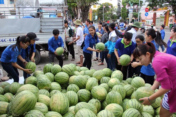 Sinh viên Trường ĐH Phạm Văn Đồng giúp nông dân huyện Bình Sơn bán dưa hấu.