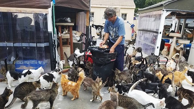 Biến nhà thành trại nuôi mèo 