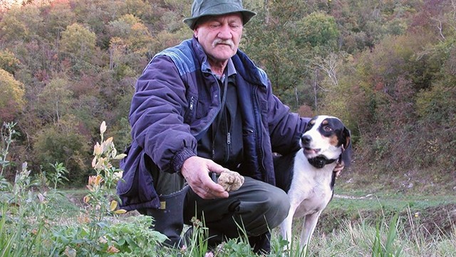 Một chuyến đi săn nấm truffle. Ảnh: TRUFAMANIA