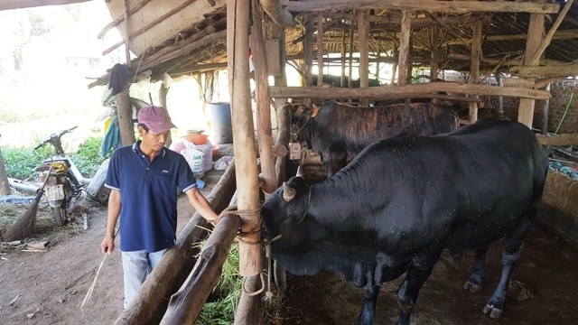 Anh Nguyễn Thanh Tập (37 tuổi, xã Tây An, huyện Tây Sơn, tỉnh Bình Định) đã chuyển đổi mô hình lò gạch thủ công của gia đình trước kia thành chuồng trại nuôi bò.