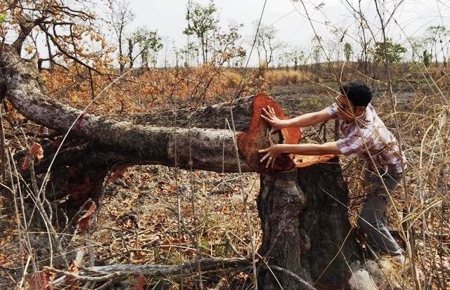Rừng tự nhiên tại tiểu khu 296, xã Cư M’lan, huyện Ea Súp do Công ty TNHH chế biến thực phẩm và lâm nghiệp Đác Lắc quản lý bị chặt phá nghiêm trọng.