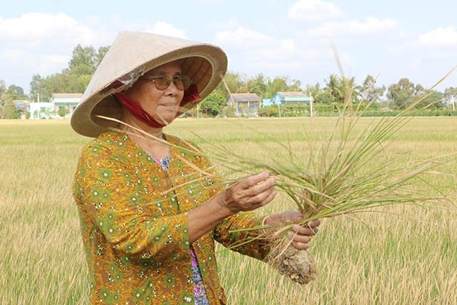 Hạn, mặn đã làm 2.100 ha lúa bị giảm năng suất và mất trắng.
