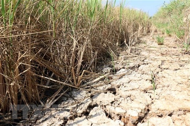 Nhiều diện tích lúa ở tỉnh Bến Tre bị thiệt hại do hạn mặn. Ảnh: TTXVN.