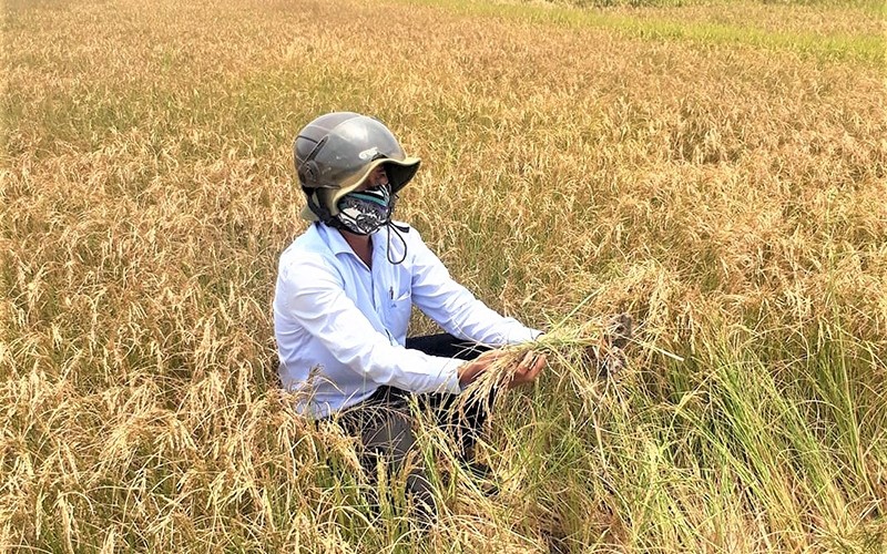 Nhiều diện tích lúa nước trên địa bàn huyện Ea Kar (Đắk Lắk) đã bị mất trắng.
