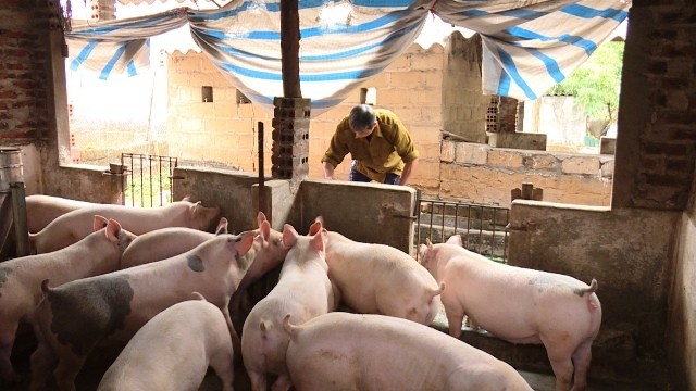 Hộ chăn nuôi ở phường Tràng An, thị xã Đông Triều tái đàn lợn sau dịch tả châu Phi, tháng 1-2020.